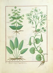Euphorbia Lathyris, Beechwort, Minze und Feige, Illustration aus 